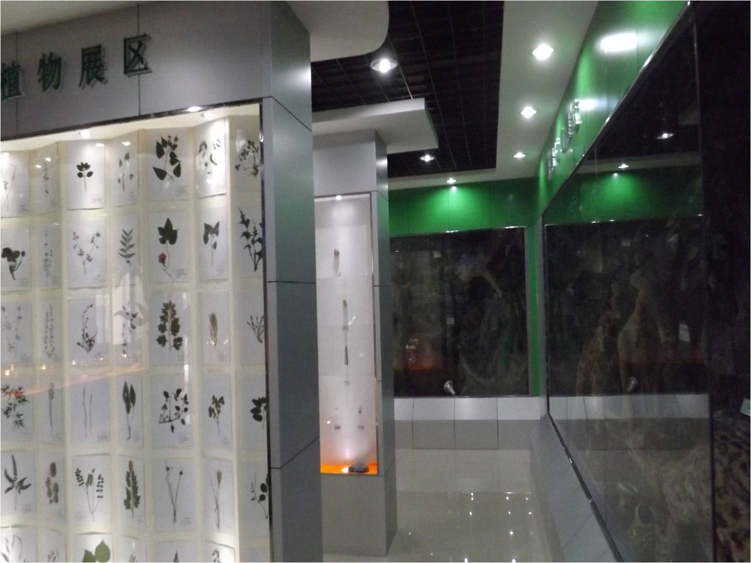 植物腊叶标本展区