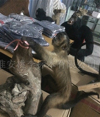 黑帽悬猴