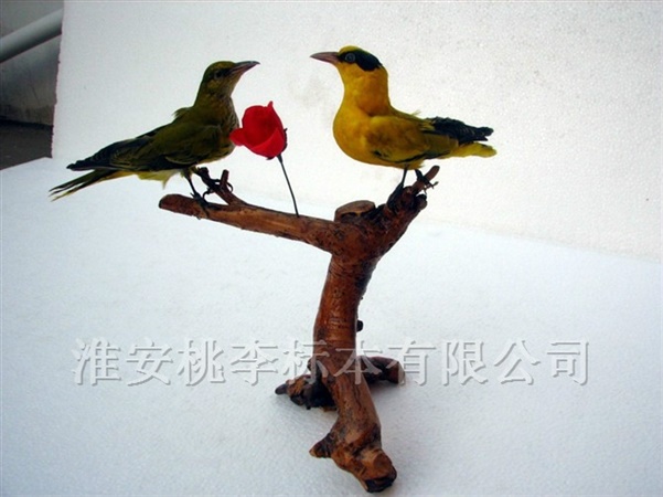 黄鹂
