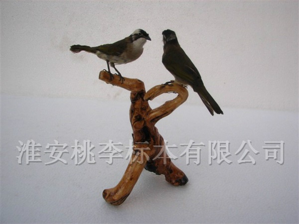 鸟类