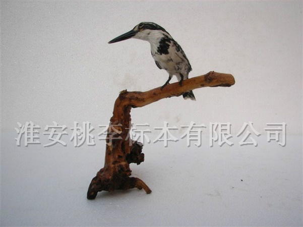 鸟类