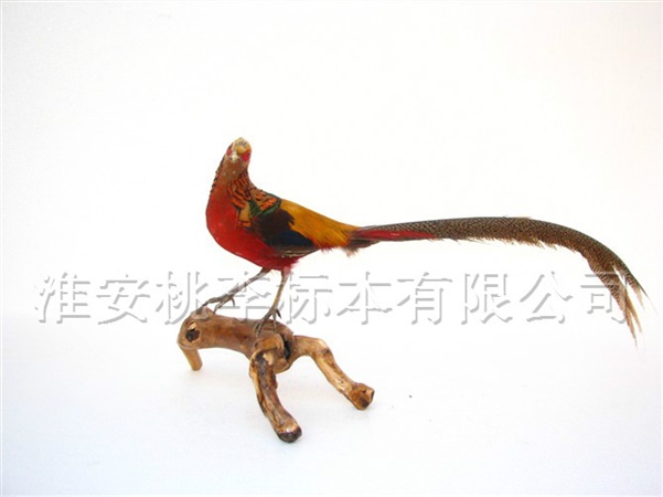 红腹锦鸡