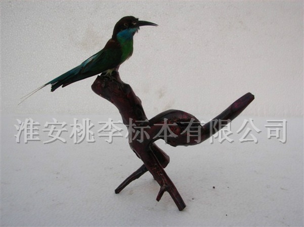 翠鸟