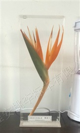 植物原色浸制标本