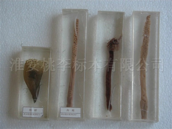 浸制标本8