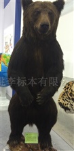 灰熊