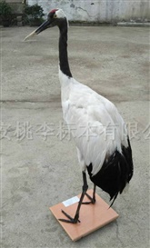 丹顶鹤