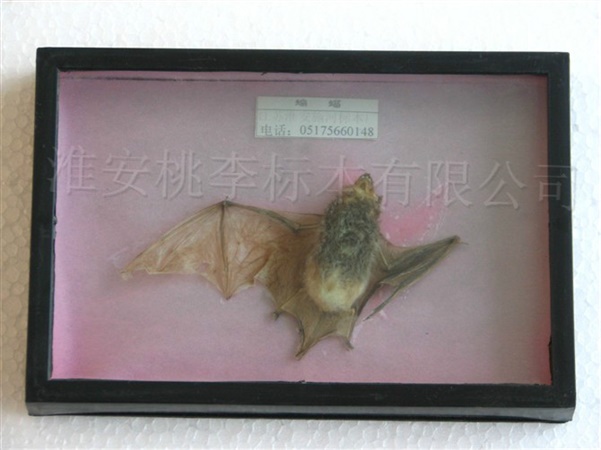 蝙蝠标本