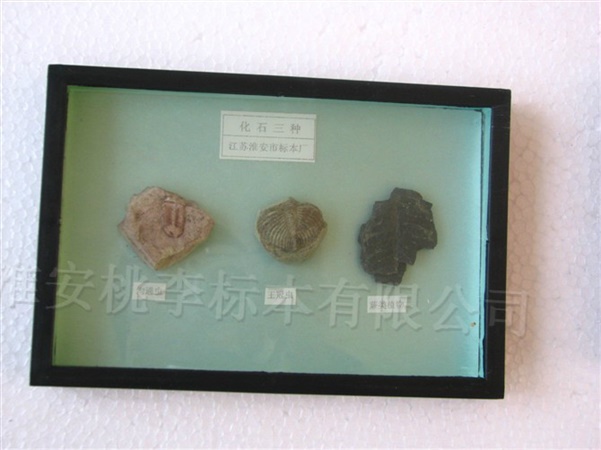 化石三种