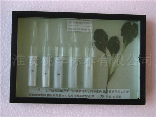 双子叶植物萌发过程