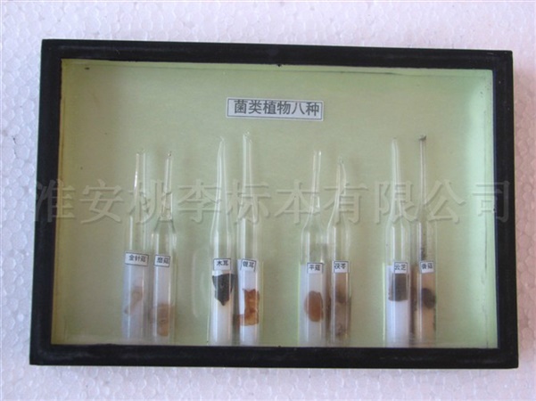 菌类植物八种