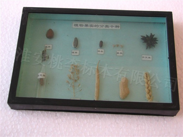 植物果实的分类十种