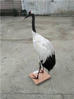 丹顶鹤