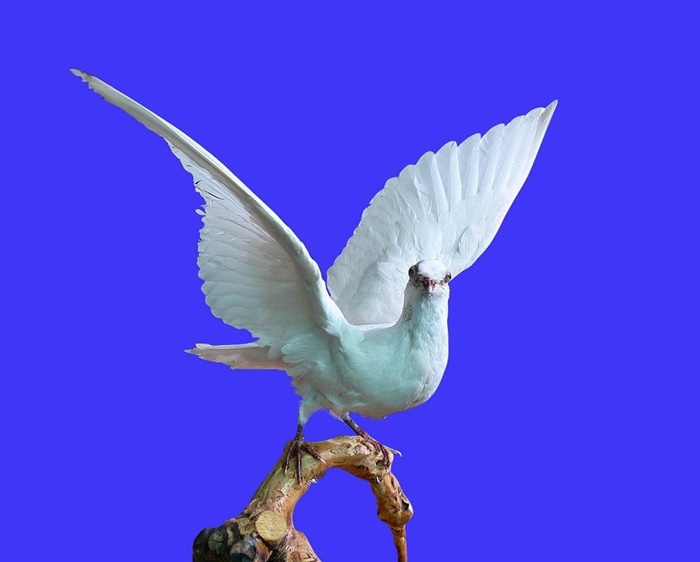 鸽子