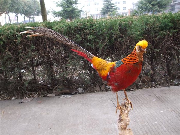 红腹锦鸡