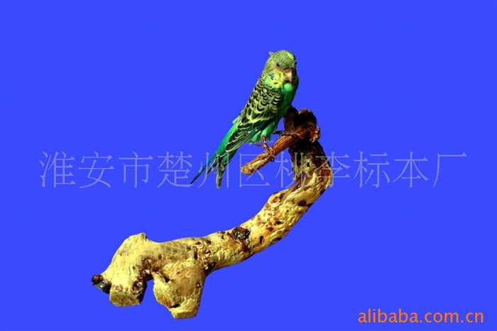 虎皮鹦鹉