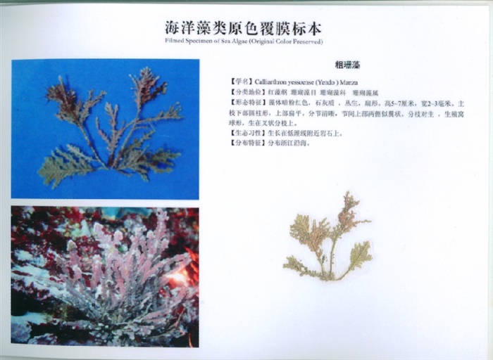 粗珊藻