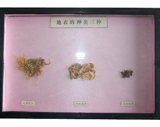 地衣的种类三种