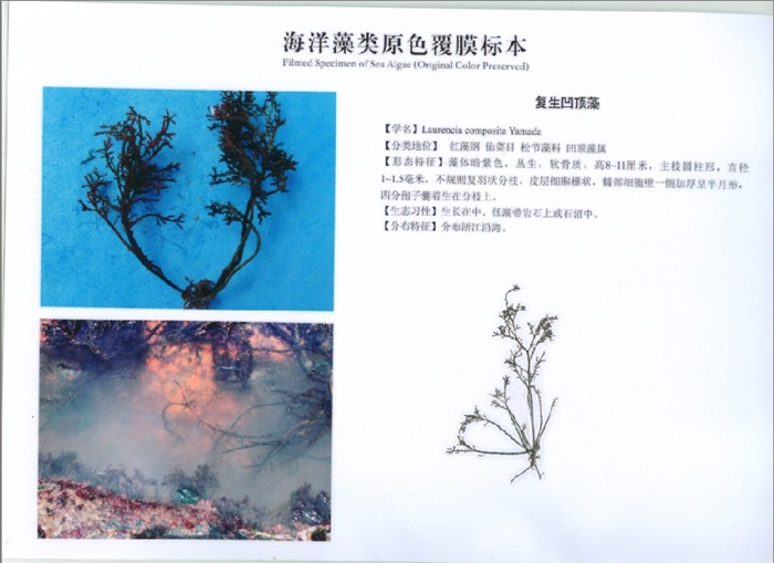 复生凹顶藻
