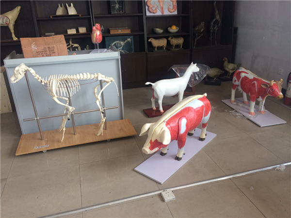 畜牧业模型