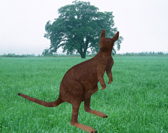 袋鼠