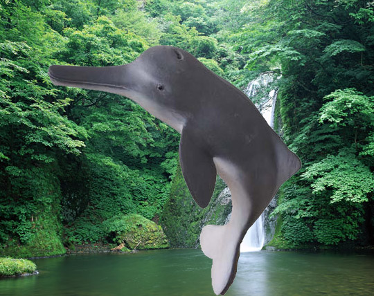 海豚